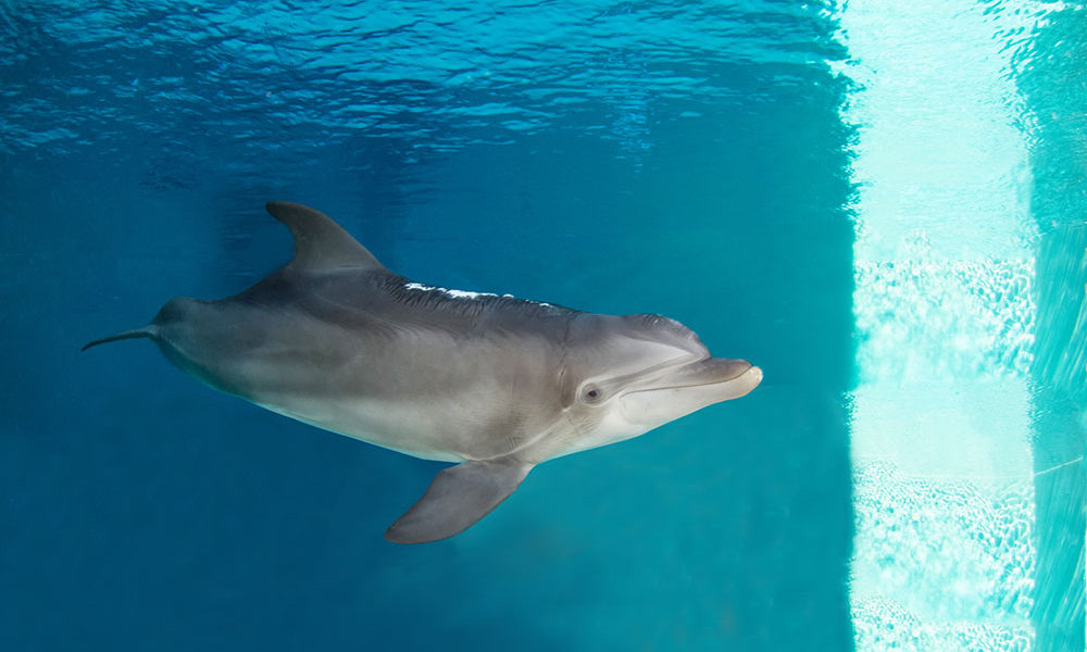 Clearwater Marine Aquarium