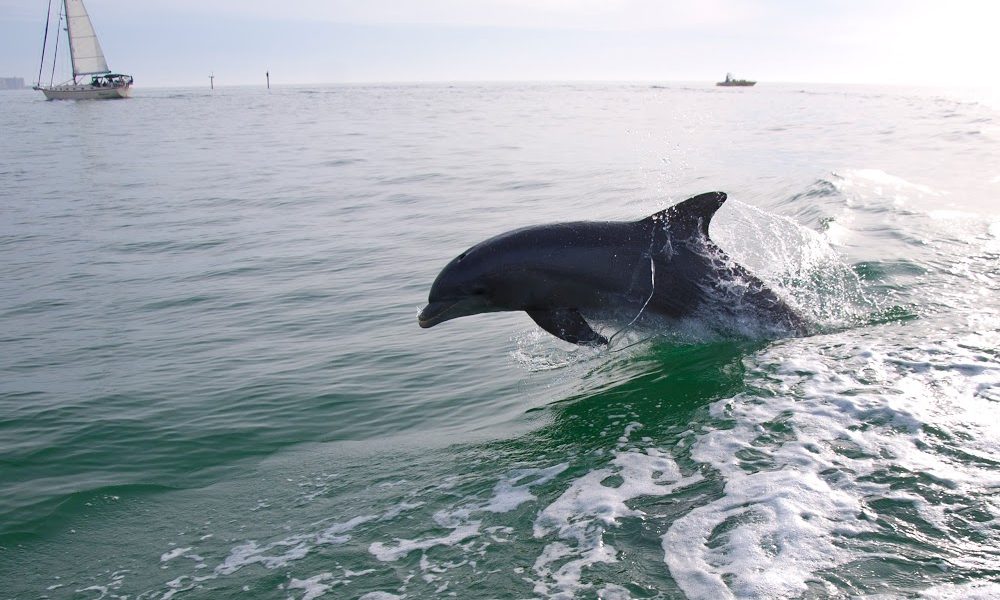 Little Toot Dolphin Adventure