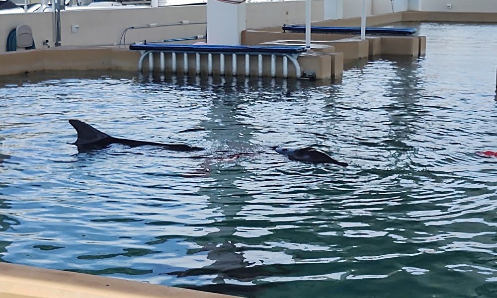 Winter The Dolphin